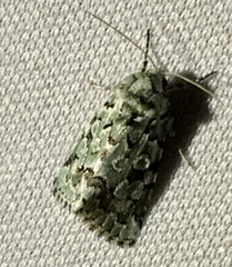 Bryolymnia viridata
