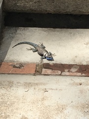 Sceloporus aureolus