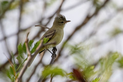 Camptostoma obsoletum