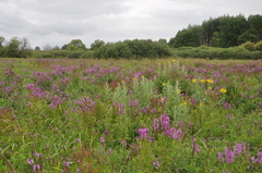 Jacobaea paludosa lanata