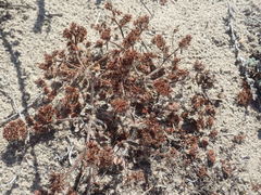 Chorizanthe howellii