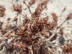 Chorizanthe howellii