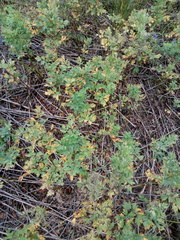 Thalictrum flavum