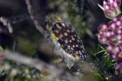 Neojulodis