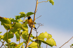 Euphonia trinitatis