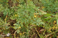 Thalictrum flavum