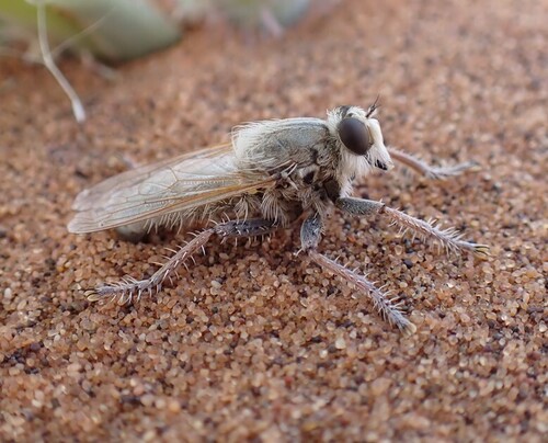 Torasilus solus