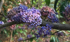 Memecylon umbellatum