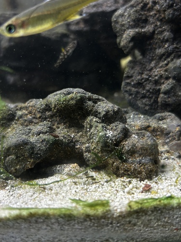 Cocos frillgoby (Bathygobius cocosensis) — Gobiidae