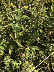 Apis mellifera