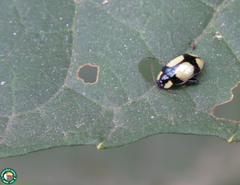Alagoasa libentina