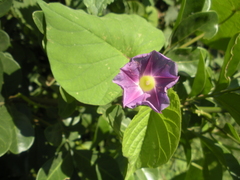 Ipomoea parasitica