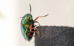 Sternocera