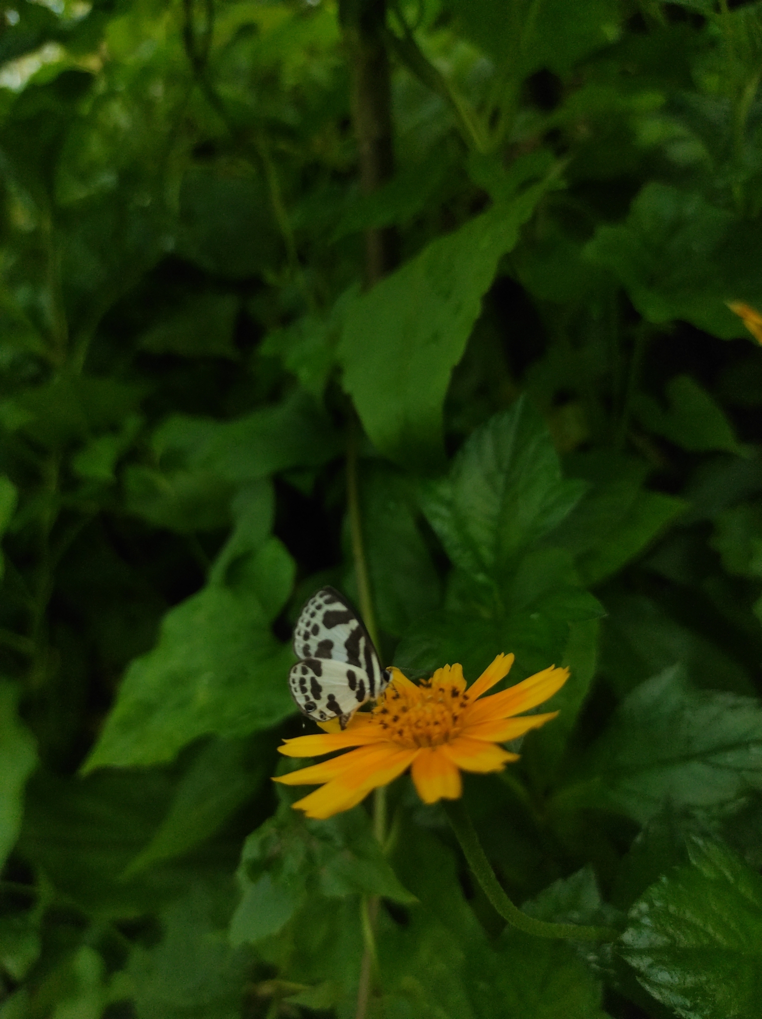 Banded Blue Pierrot
