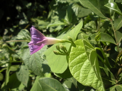 Ipomoea parasitica