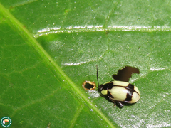 Alagoasa libentina