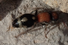 Ronisia brutia