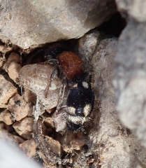 Ronisia brutia