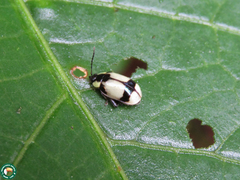 Alagoasa libentina