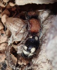 Ronisia brutia