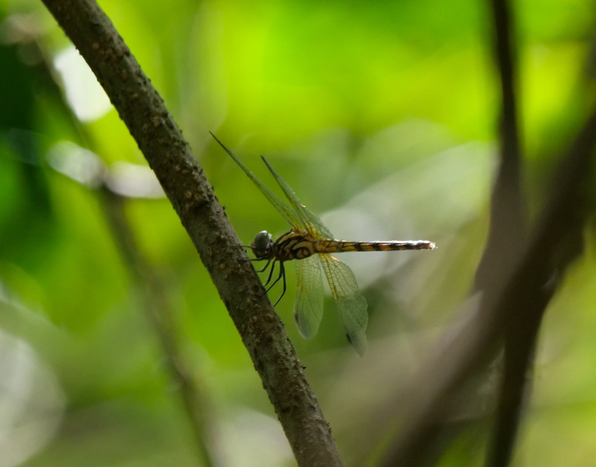 Black Stream Glider