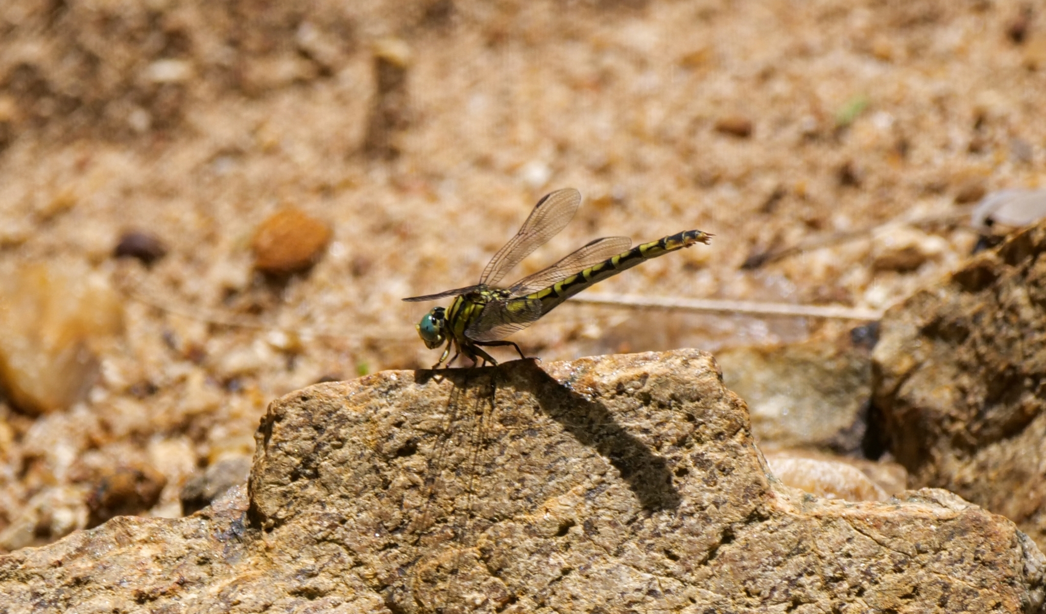 Lined Hooktail