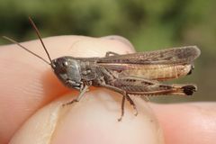Ramburiella hispanica