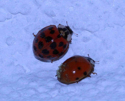 lienka východná (Harmonia axyridis)