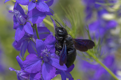 Xylocopa