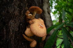 Cyclocybe parasitica