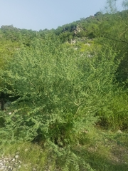 Parkinsonia praecox