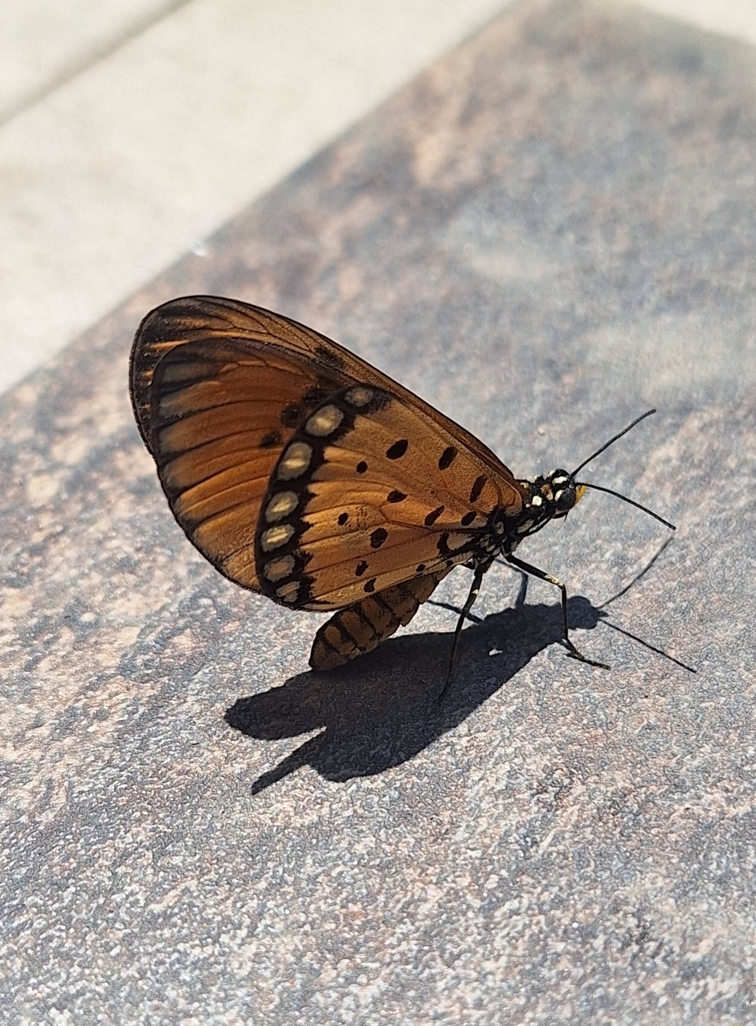 Tawny Coster