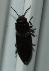 Melanophila cuspidata