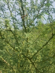 Parkinsonia praecox