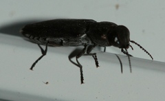 Melanophila cuspidata
