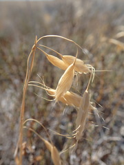 Bromus squarrosus