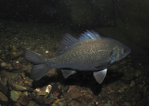 Estuary perch (Macquaria colonorum) — Percichthyidae
