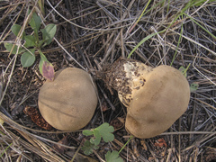 Lycoperdon rimulatum