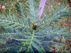 Wollemia nobilis