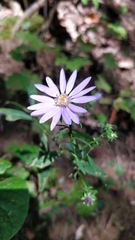 Symphyotrichum retroflexum