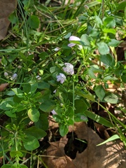 Clinopodium carolinianum
