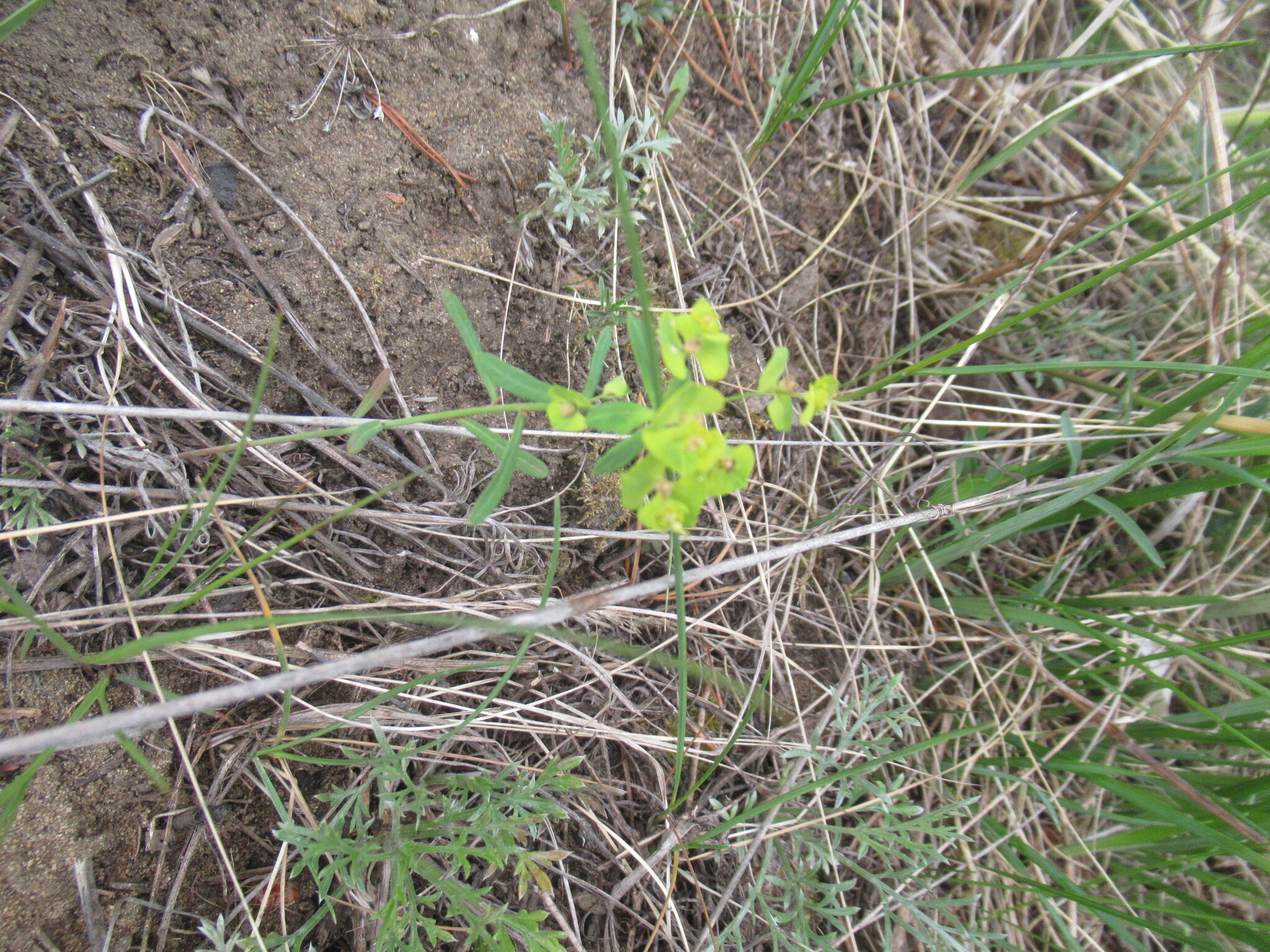 Euphorbia borealis 4