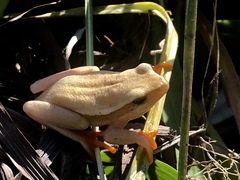 Hyperolius horstockii