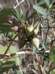 Ipomoea parasitica
