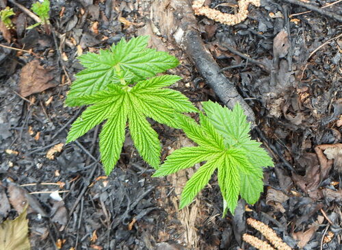 Filipendula digitata, photograph 1
