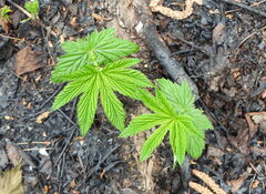 Filipendula digitata, photograph Анна Васильченко, CC BY, iNaturalist via GBIF