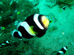 Amphiprion polymnus