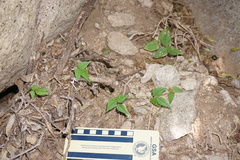 Phaseolus acutifolius