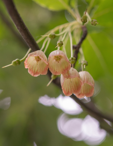 Himalayan red bell (Enkianthus deflexus)