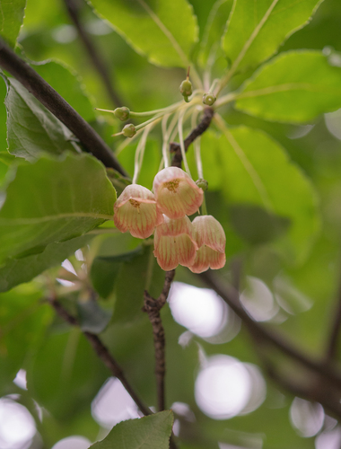 Enkianthus deflexus, photograph 3